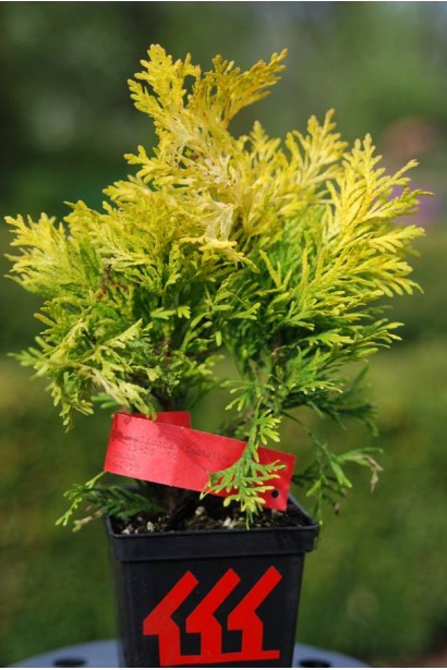 Туя складчатая Даниелов