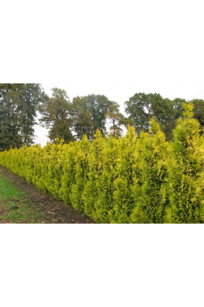 Компактная туя Даниэлов для живой изгороди.