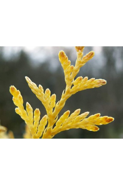 Хвоя Туи складчатой Даниэлов