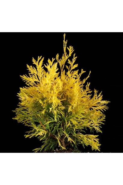 Декоративная туя Даниэлов с ярким оттенком хвои.