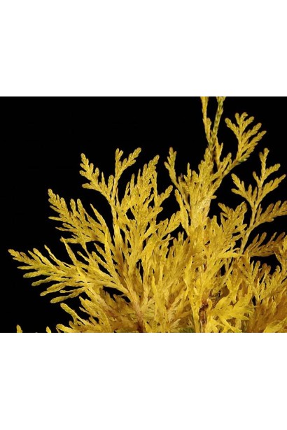 Туя Даниэлов - хвоя