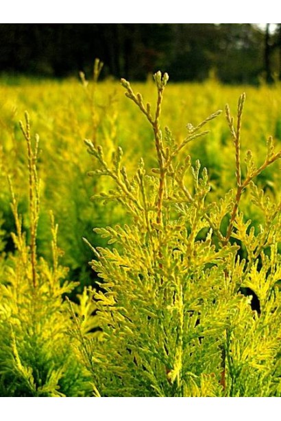 Густая хвоя туи Даниэлов для озеленения сада.