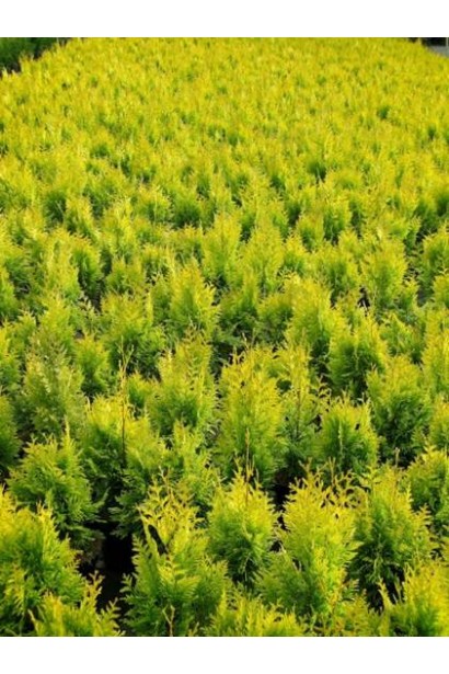 Thuja plicata Daniellow