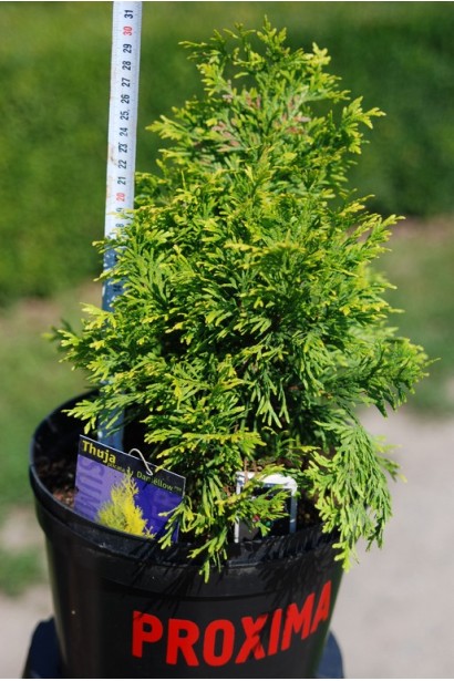 Туя складчатая Даниэлов в контейнере