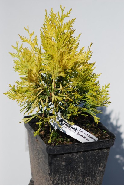 Туя Даниэлов - идеальный выбор для малых садов.