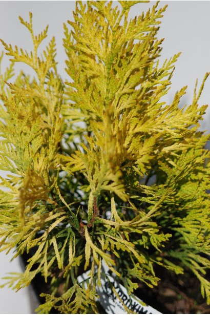 Хвоя туи Даниэлов - мягкая на ощупь и насыщенного цвета