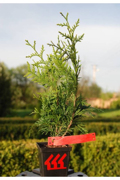 Сорт Эксцелса - оптимальный выбор для изгороди.