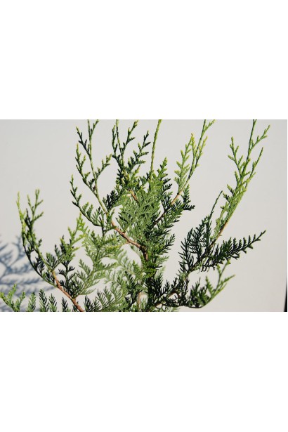 Туя складчатая Эксцелса/Excelsa