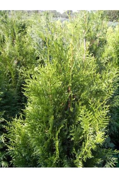 Туя складчатая Эксцелса - хвоя