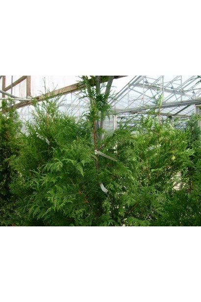 Thuja plicata Excelsa