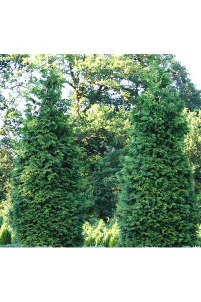 Колоновидная форма туи складчатой Эксцелса для живых изгородей.