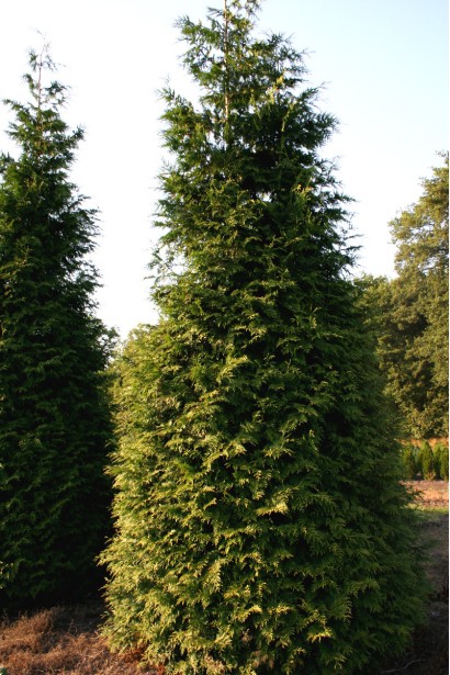 Высокая туя Эксцелса с густой темно-зеленой хвоей.