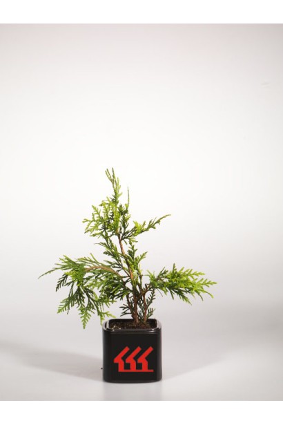 Саженец в садовом центре ’Туя Эксцелса’