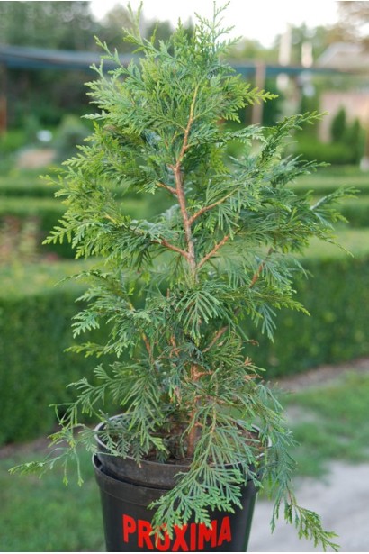 Туя Эксцелса в контейнере