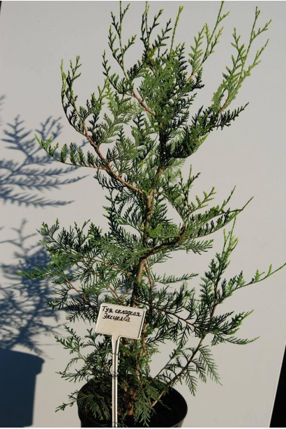 Туя складчатая Эксцелса - быстрорастущее декоративное растение.