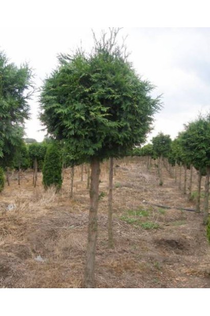 Thuja plicata Gelderland 