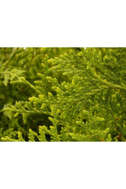 Туя складчаста Гельдерланд - хвоя