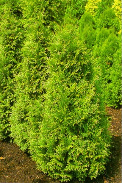 Туя Гельдерланд для посадки в парках і алеях.