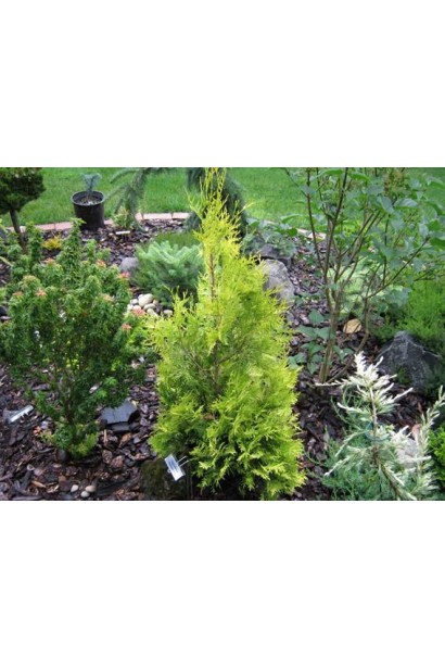 Туя складчаста Гельдерланд – морозостійкий сорт.