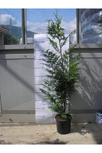 Туя Гельдерланд для посадки в парках і алеях.