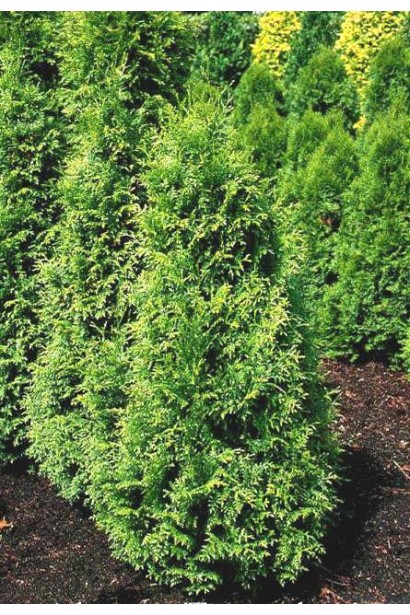 Туя Гельдерланд із густою яскраво-зеленою хвоєю.