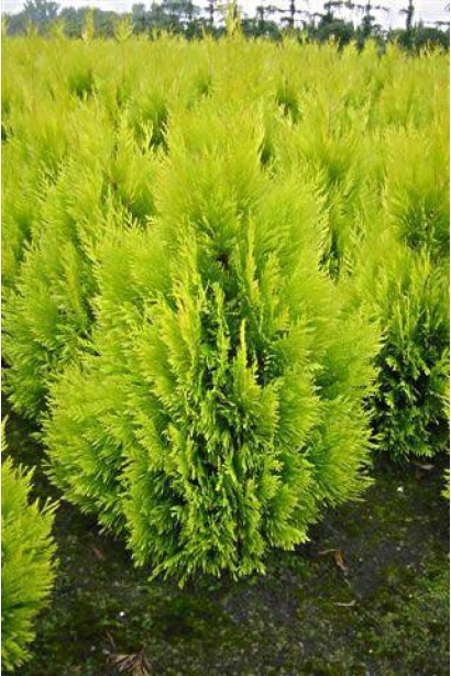 Декоративна туя Голді для створення яскравих живоплотів.