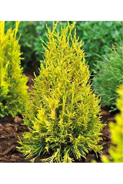 Туя Голді із золотисто-жовтим забарвленням хвої.