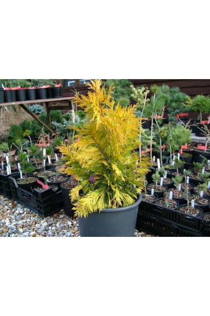 Туя Фореве Голді – яскравий акцент у хвойному куточку.