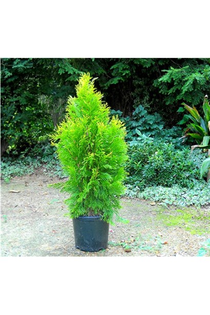 Туя складчаста Голді ® / Фореве Голді ®