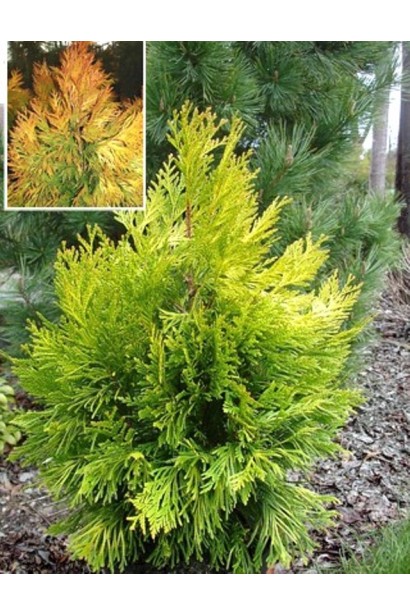 Туя складчаста Голді – вічнозелений золотистий сорт.