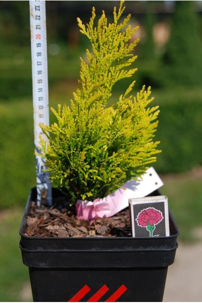 Туя складчаста Голді в контейнері