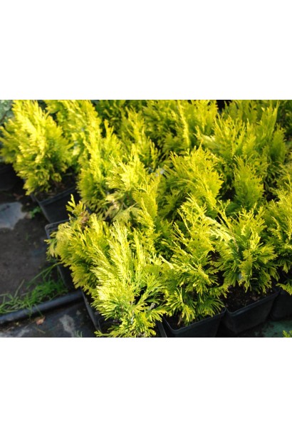 Яскрава хвоя туї Голді для садового акценту.