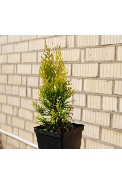 Туя складчаста Голді – компактний та естетичний сорт.