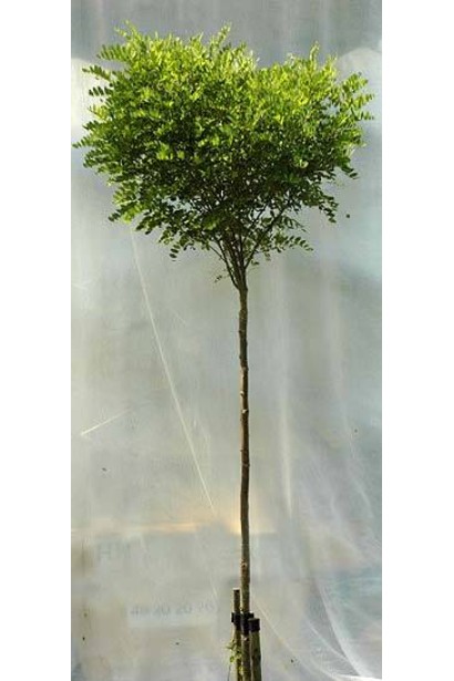 Акація  Умбракуліфера шаровидна