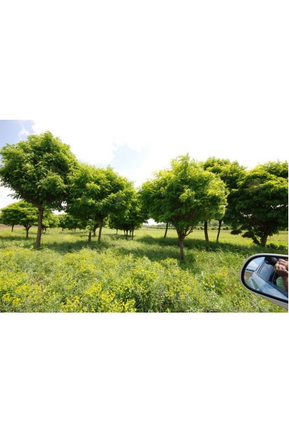 Акація Умбракуліфера посадка