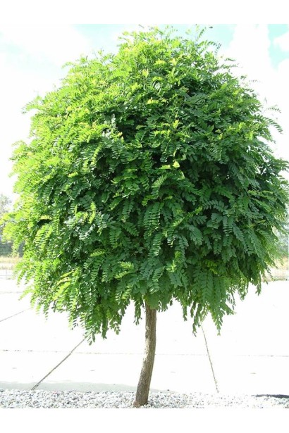 Акація  Умбракуліфера  зелене листя