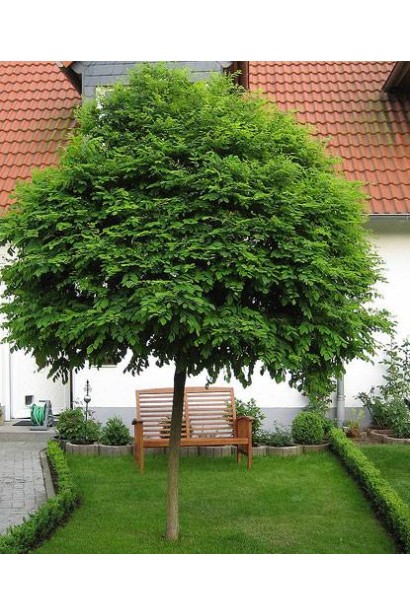 Акація  Умбракуліфера  ландшафтний дизайн