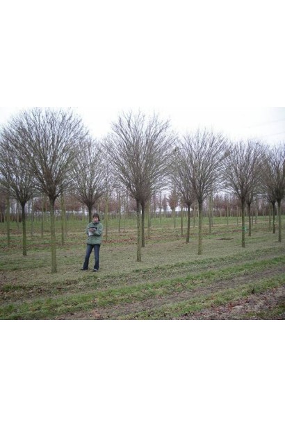 Акація / Робінія псевдоакація Умбракуліфера  в полі