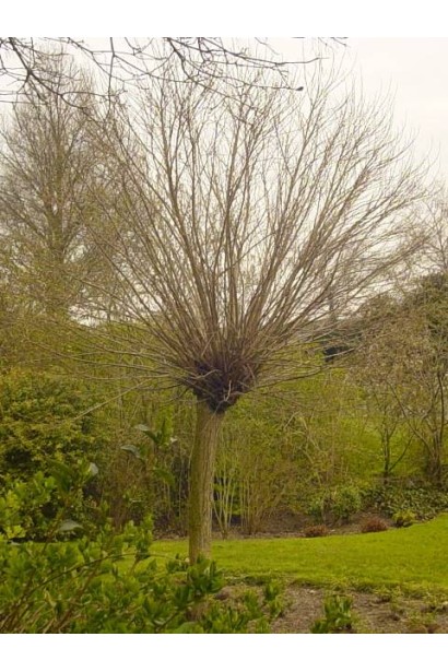 Псевдоакація Умбракуліфера крона без листя восени