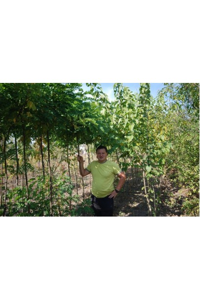 Робінія псевдоакація Умбракуліфера в розсаднику Проксіма