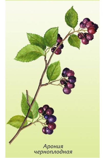  Aronia melanocarpa