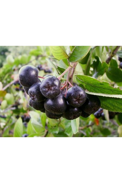 Аронія кулеподібна чорні плоди