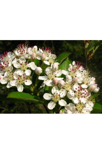 Аронія / Горобина чорноплодова  цвітіння