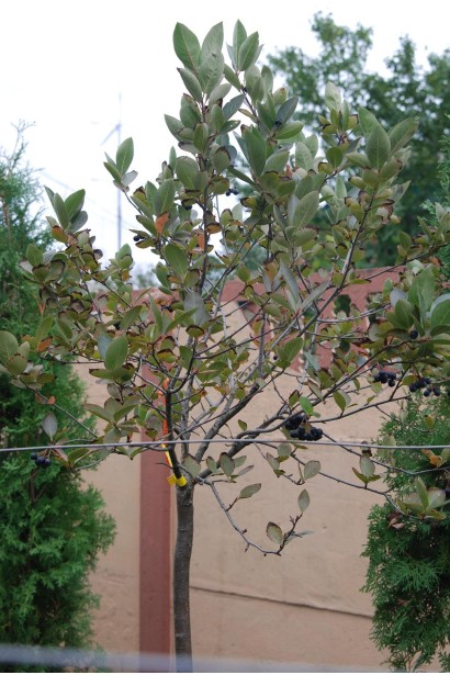 Горобина чорноплодова на штамбі