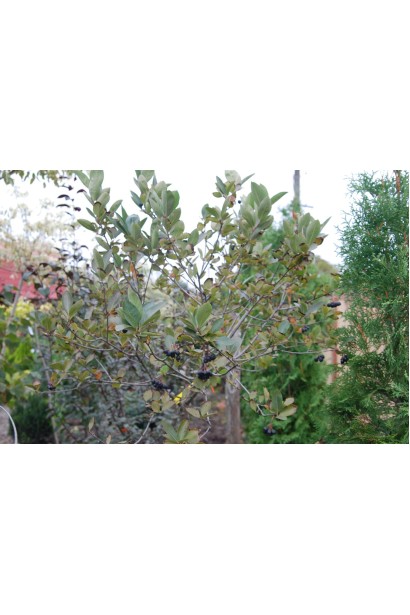 Горобина чорноплодова крона