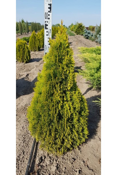 Колонновидная туя Голден Изумруд с насыщенным золотым оттенком.