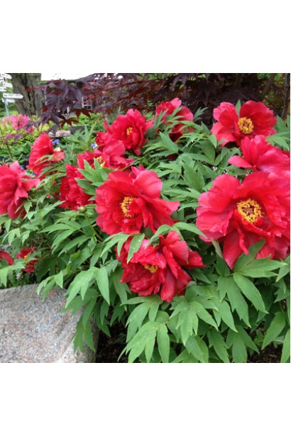 Бутоны Пионы древовидной Ред