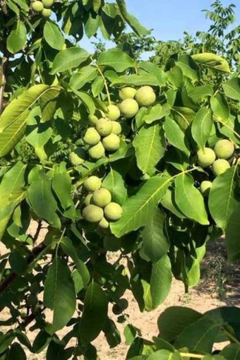 Орех грецкий (волошский) | Горіх грецький (волоський) | Juglans regia