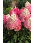 Гортензія волотиста Ванілла Фрейз ® / Ренні ® | Hydrangea paniculata Vanille Fraise ® / Renhy ® | Гортензия метельчатая Ванилла Фрейз ® / Ренни ®