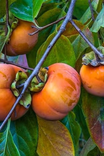 Хурма виргинская Вален Бьюти | Diospyros virginiana Valene Beauty | Хурма віргінська Вален Б’юті